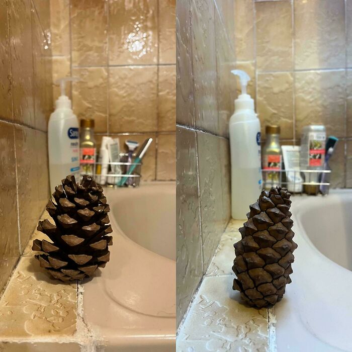 A large pinecone sitting oddly on the edge of a bathroom tub, a weird and unexpected moment in an interesting place.