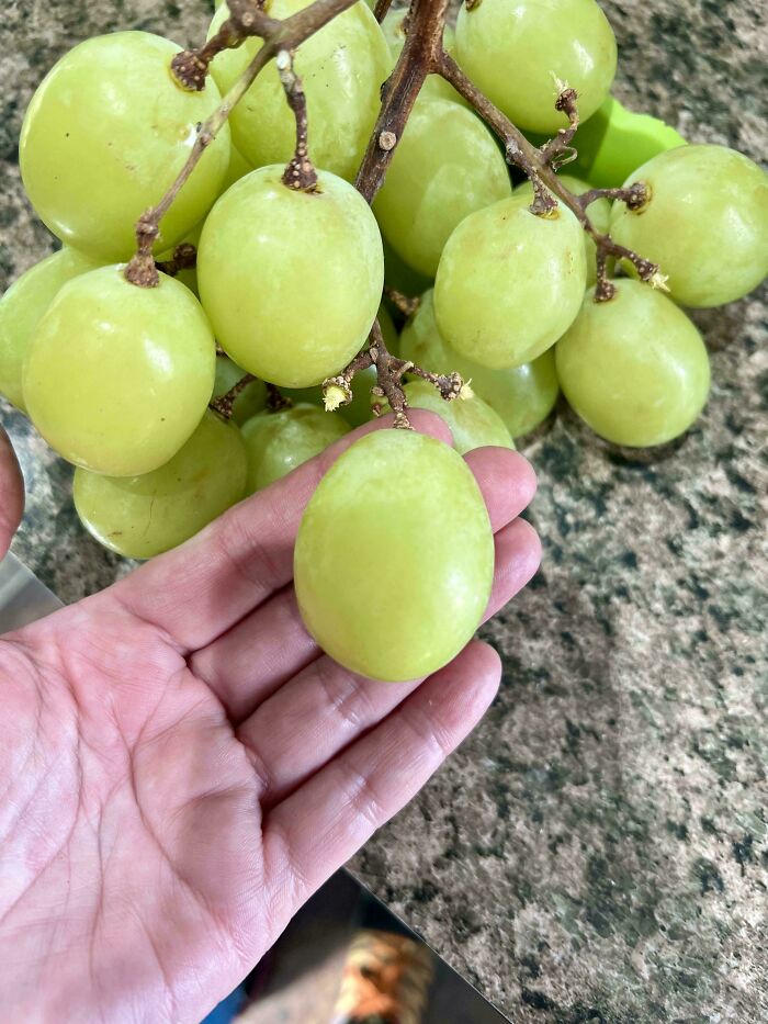 A hand holding a single large green grape from a bunch, highlighting an interesting and unexpected size.