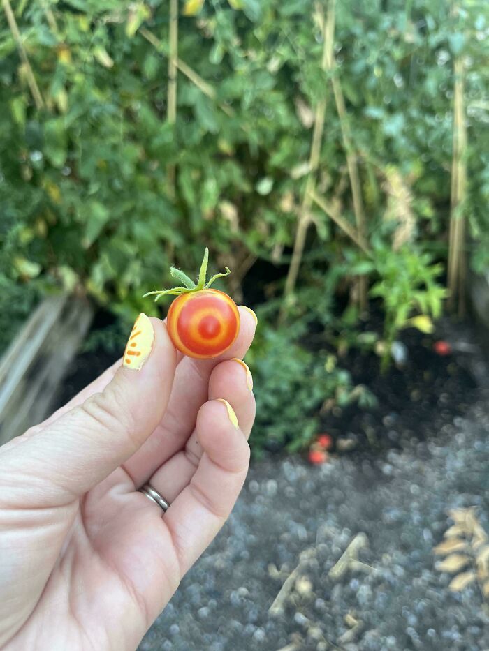 A hand holding a perfectly circular, red and yellow striped tomato, a weird and unexpected moment in gardening.