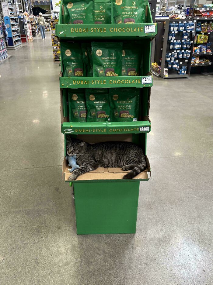 A tabby cat sleeping comfortably on a display shelf of Dubai-style chocolate, a weird and unexpected moment.