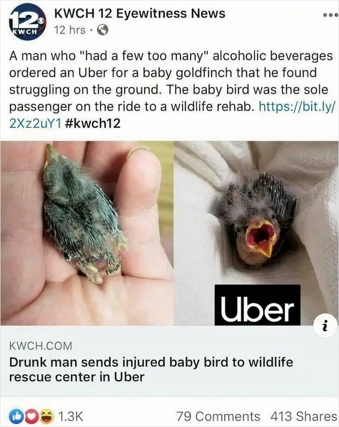 Wholesome images of a news article about a man sending an injured baby goldfinch in an Uber.