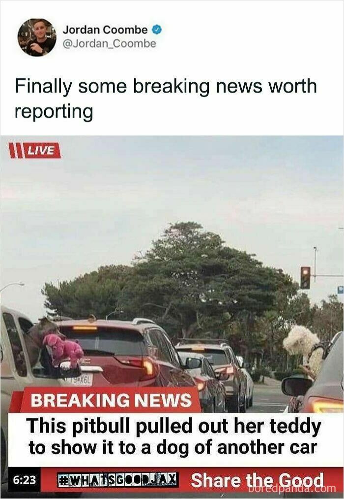 A wholesome image of a news report about a pitbull showing a teddy to another dog. This oddly wholesome image makes you breathe a little easier today.