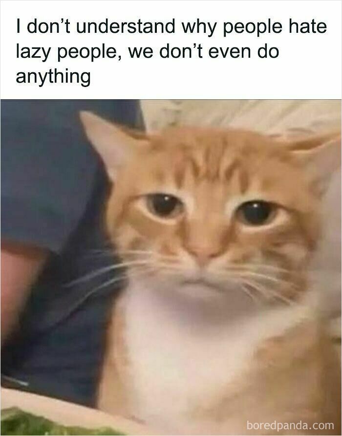 A Cat meme of an orange cat with a sad expression, asking why people hate lazy people.