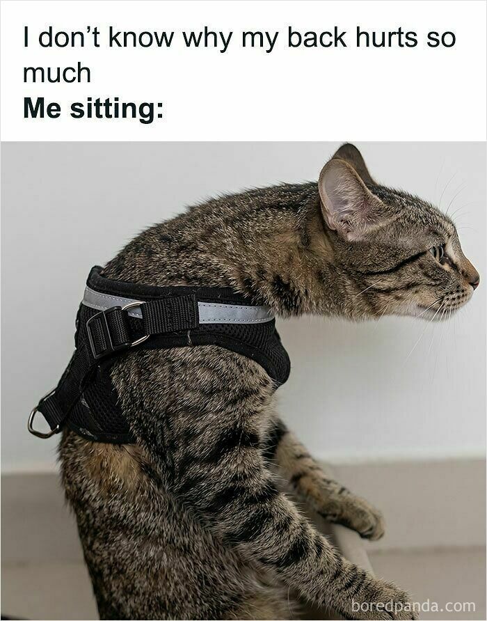 A cat sits hunched with text, humorously illustrating bad posture, a relatable sweetcatclub cat meme.
