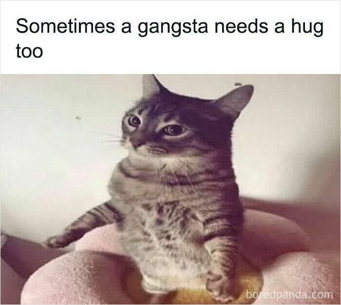 A cat meme showing a tabby cat sitting upright in a pink flower-shaped pet bed, resembling a person.