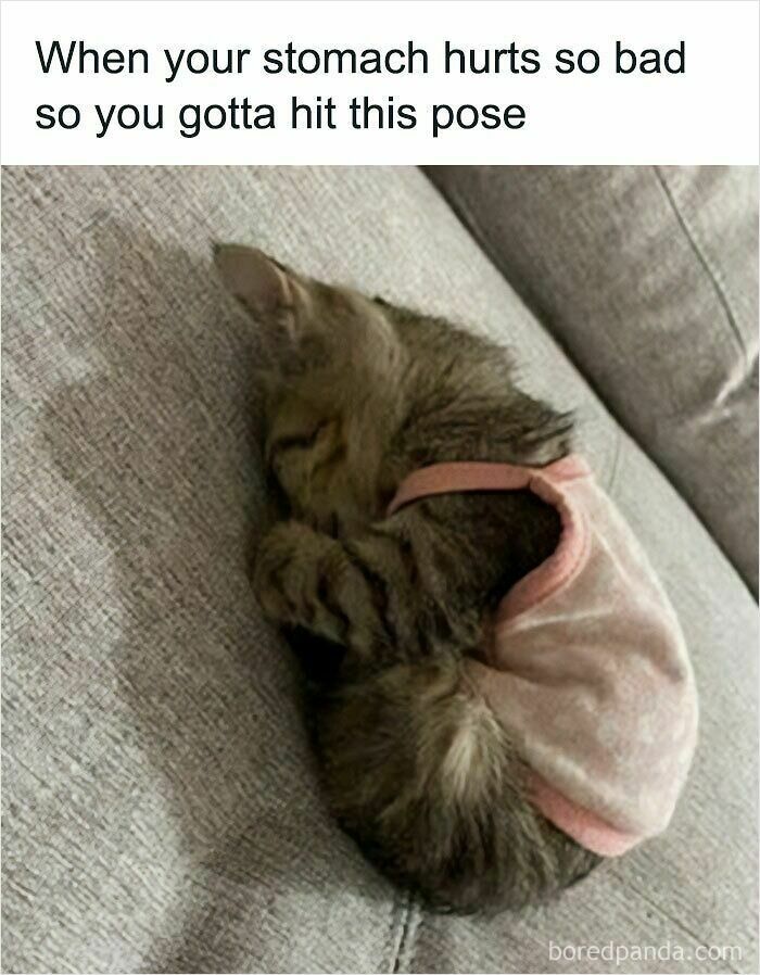 A tiny tabby kitten in a pink shirt curls up on a grey couch, illustrating a relatable Cat Meme about stomachaches.
