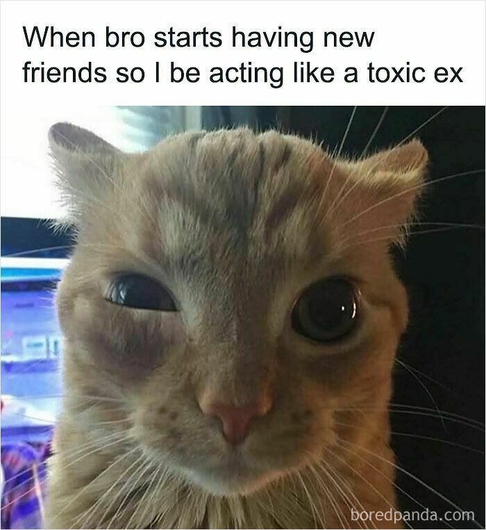 Hilarious cat meme featuring a ginger cat with a suspicious look, acting like a toxic ex.