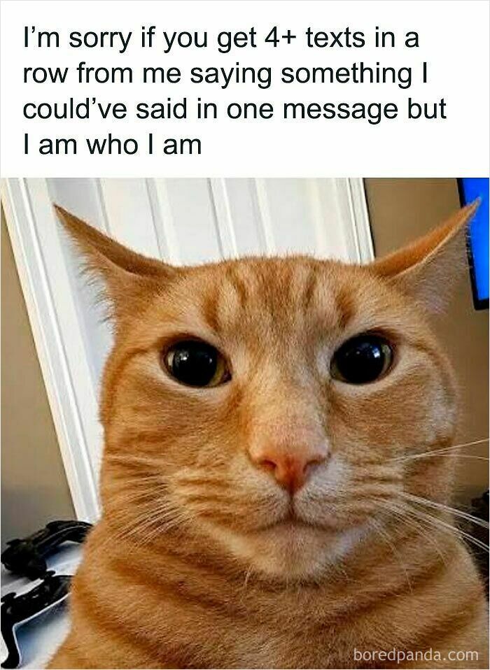 A relatable cat meme with an orange cat staring wide-eyed, apologizing for sending multiple texts instead of one.
