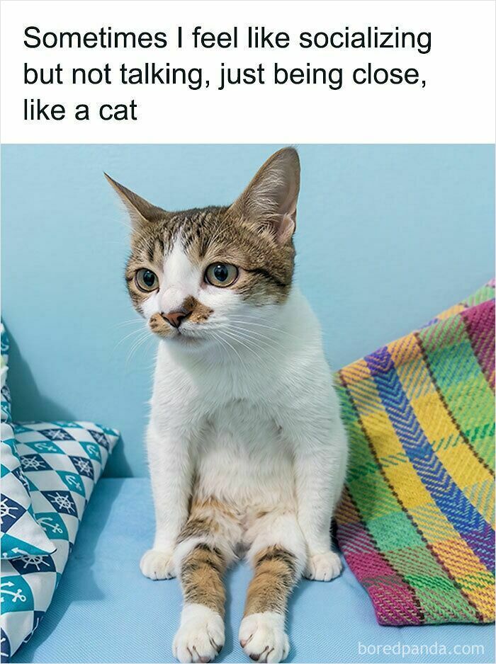 A cat sits on a colorful cushion with a text overlay about socializing like a cat, a relatable cat meme.
