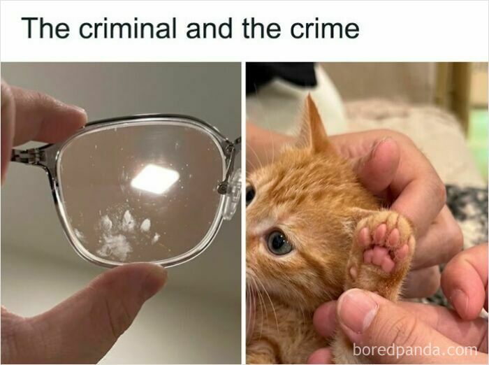 A split image showing a tiny cat paw print on eyeglasses and an orange kitten's paw, a humorous cat meme of a criminal and crime.