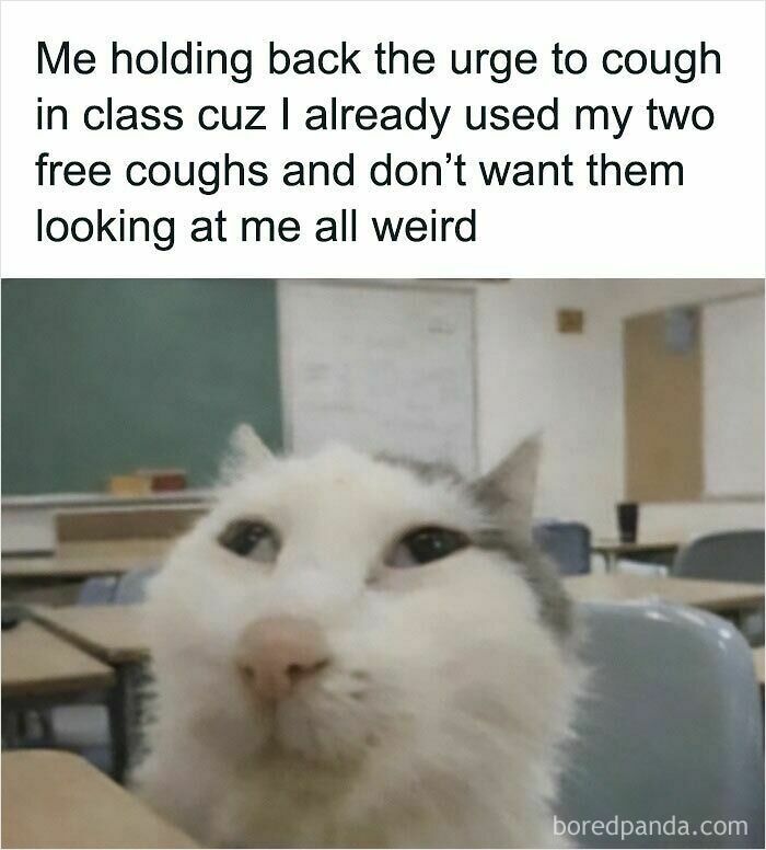 A cat with a funny expression sitting in a classroom, representing cat memes about holding back a cough.