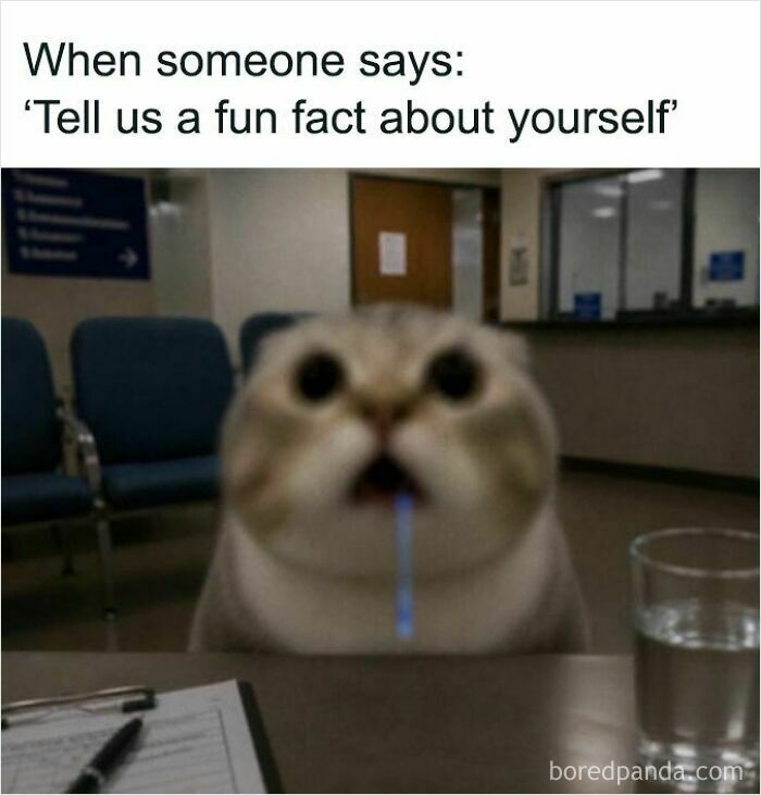 A wide-eyed cat with a glowing blue string from its mouth sits at a table, generating funny cat memes.