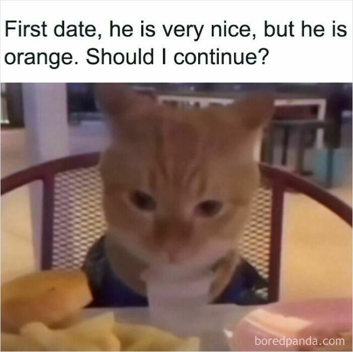 A cat meme featuring an orange cat at a table, looking at its drink. The text says First date, he is very nice, but he is orange. Should I continue?