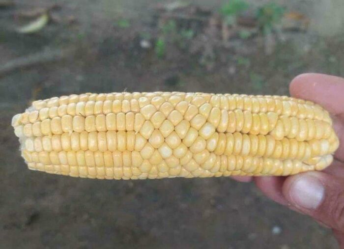 A hand holding an unusually shaped ear of corn, with kernels forming a perfect spiral pattern, a weird and unexpected moment.