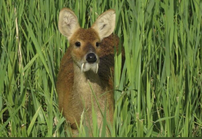 A deer-like animal with prominent tusks stands in tall green grass, an unexpected and interesting animal moment.