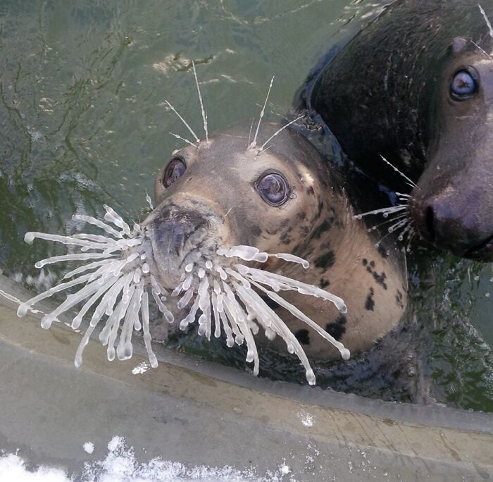 A close-up of a seal with icicles on its whiskers and mouth, showcasing a weird and interesting moment.