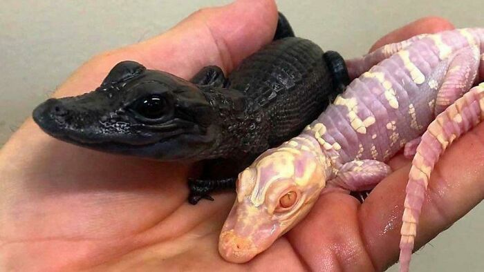 A person holding two small alligators, one black and one albino, representing an unexpected and interesting moment.
