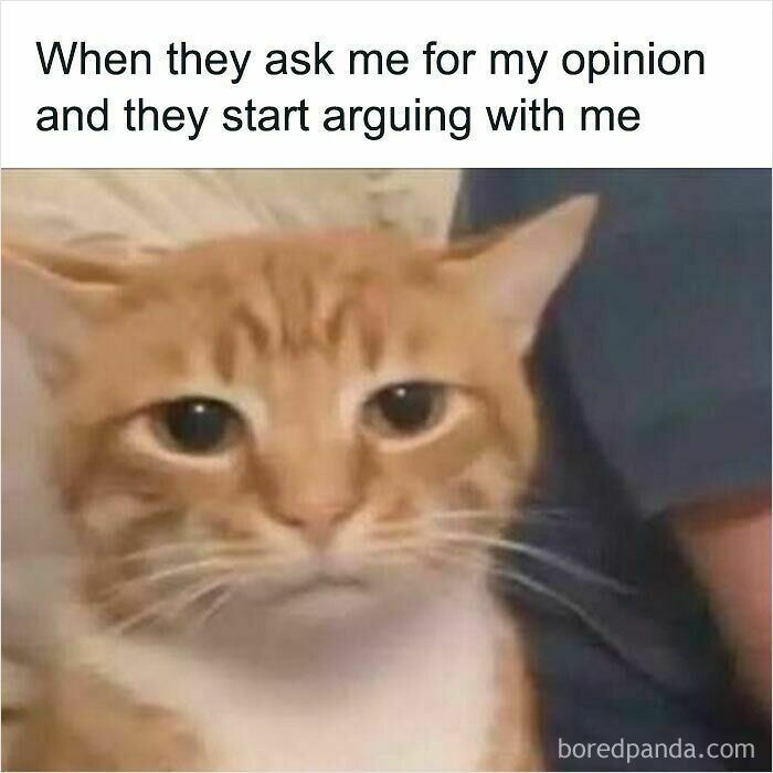 A serious orange cat with Cat Memes from Sweetcatclub has the caption: When they ask me for my opinion and they start arguing with me.