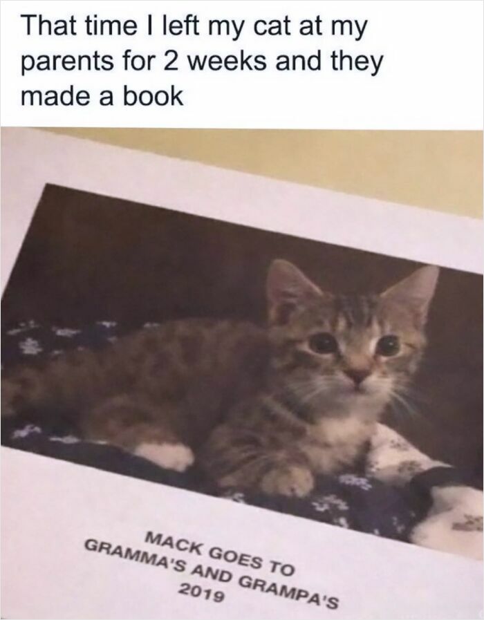 Cat memes: A cute tabby cat on the cover of a book titled Mack Goes to Gramma's and Grampa's.