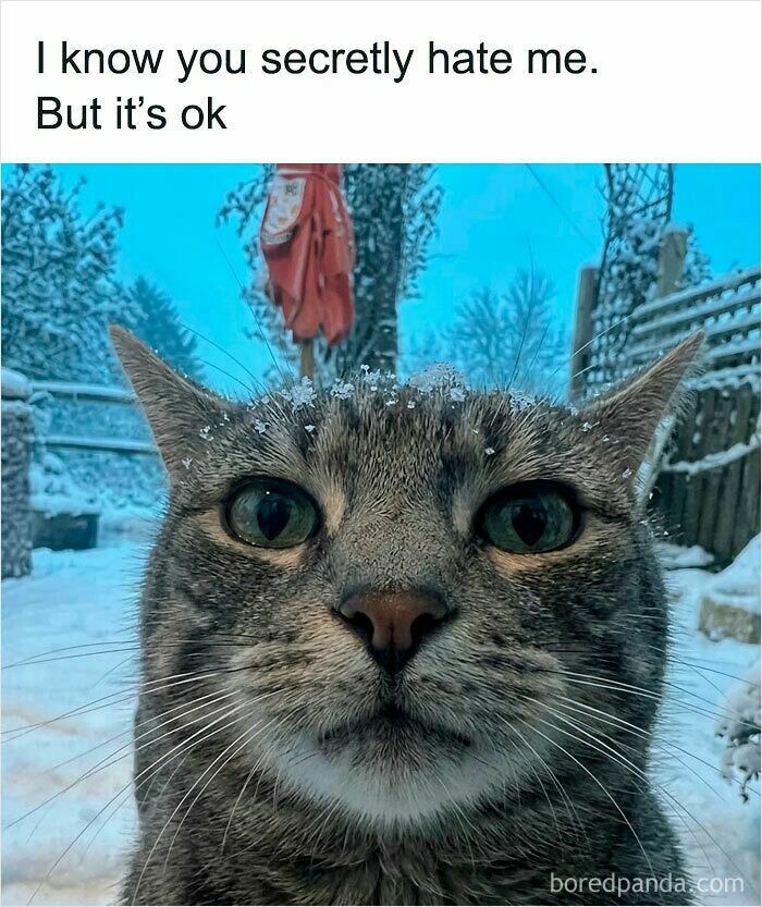 A blurry gray cat stares at the camera in Cat Memes from Sweetcatclub, with the caption, I know u secretly hate me. But it's ok, in the snow.