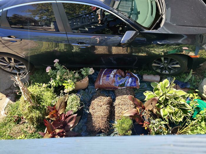 A black car parked with its door open, surrounded by plants and gardening supplies, an infuriating obstacle in a yard.