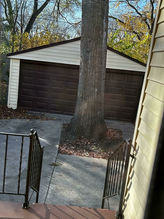 Obstacle: A large tree directly in front of a garage, a mildly infuriating design flaw.