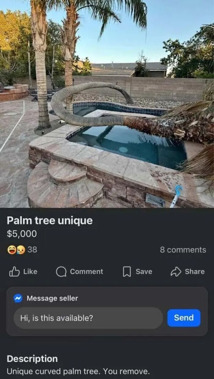 Online marketplace screenshot shows a unique curved palm tree for sale for $5,000, proving it is a magnet for weirdest people.