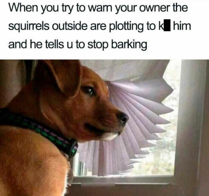 A brown dog looking out a window, demonstrating relatable memes about dog behavior from BARK.