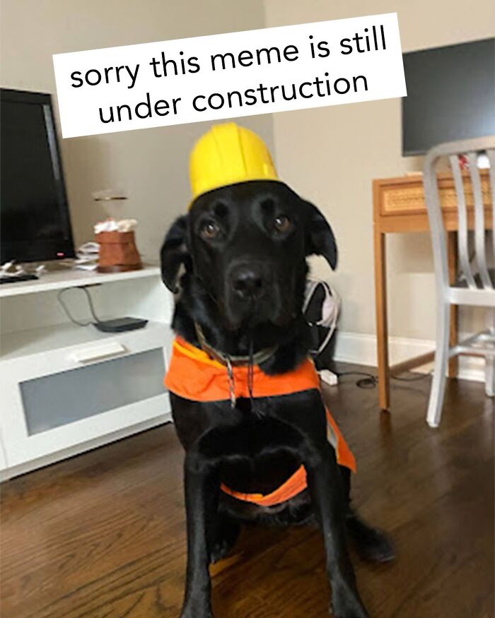 A black dog wearing a yellow hard hat and an orange construction vest, as a dog toy meme.