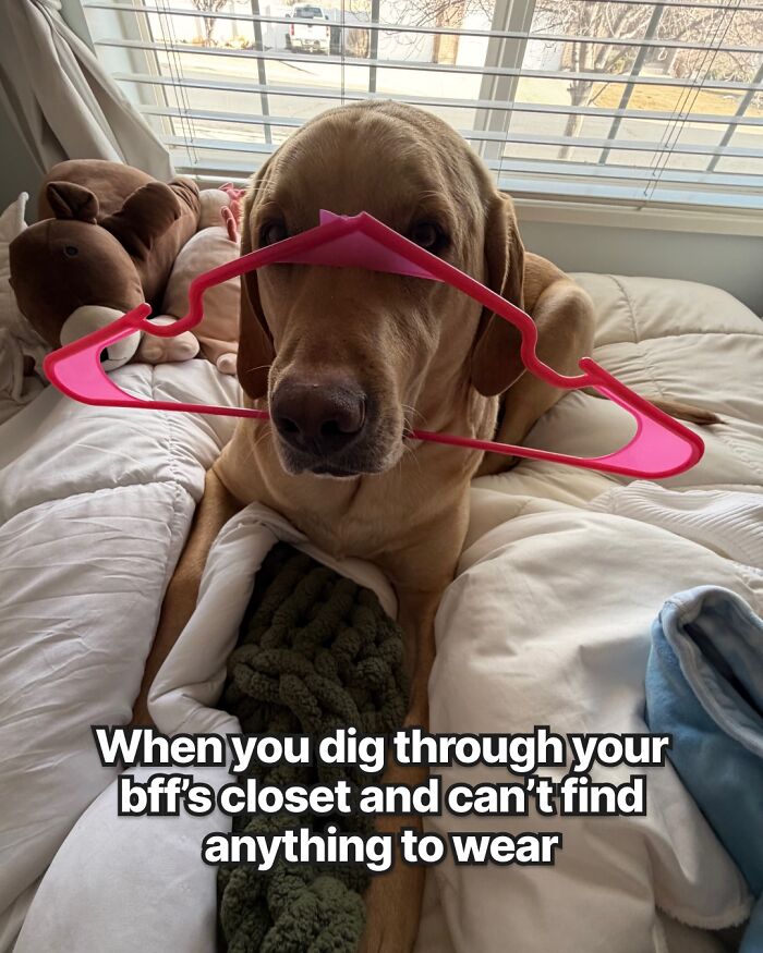 A golden retriever dog with a pink clothes hanger on its head, part of a collection of dog toy memes.