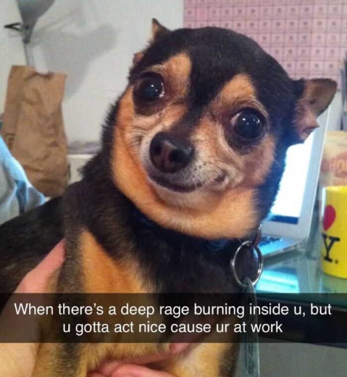 A relatable meme featuring a chihuahua with wide eyes, trying to act nice despite feeling rage.