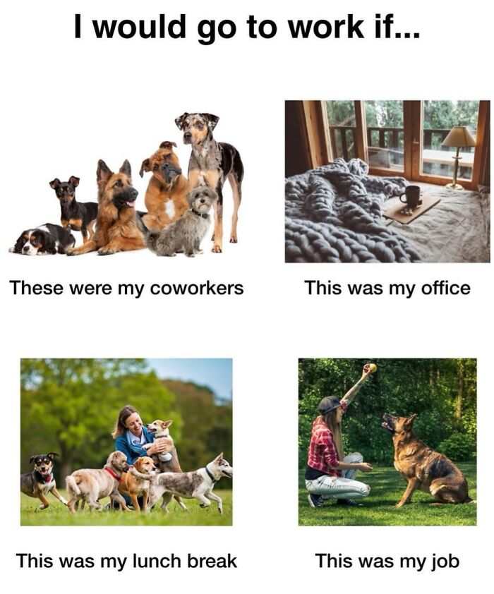 A relatable meme showing a dream job scenario with various dogs as coworkers, a cozy bedroom as an office, playing with dogs as a lunch break, and interacting with dogs as a job.