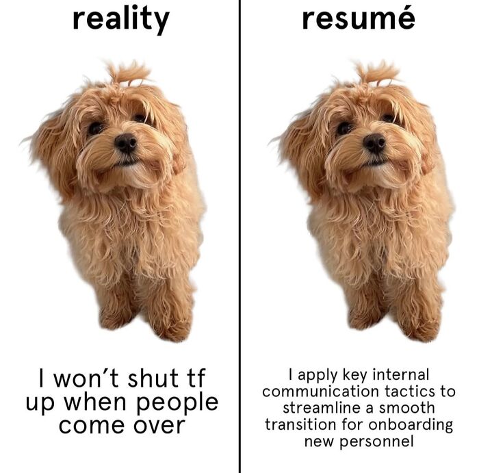 A split image of a fluffy dog, comparing dog reality vs. resume. Relatable dog toy maker meme.