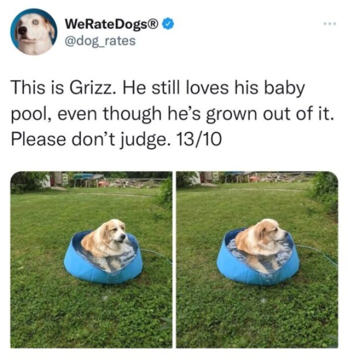A golden retriever dog named Grizz relaxing in a small blue baby pool in a grassy yard, a relatable dog meme.