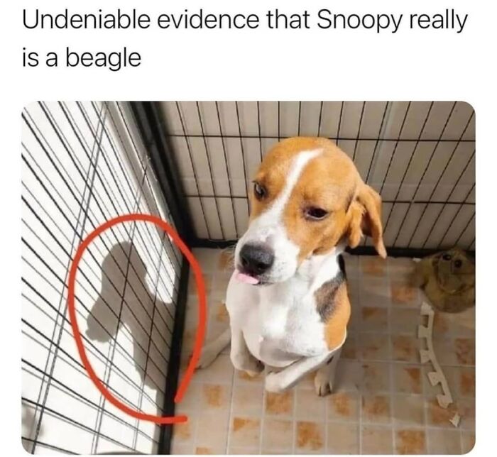 A beagle dog with its shadow resembling Snoopy, highlighting BARKs relatable dog memes.
