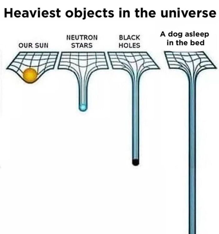 A meme showing a scale of objects by weight, with a dog asleep in bed being the heaviest object.
