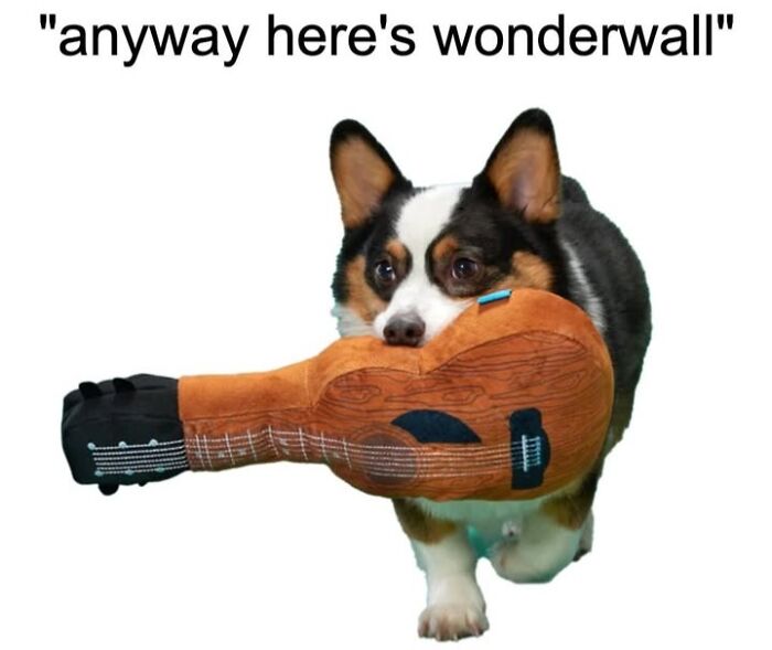 A charming Corgi dog carrying a guitar dog toy, illustrating BARKs fun, relatable memes for pet owners.