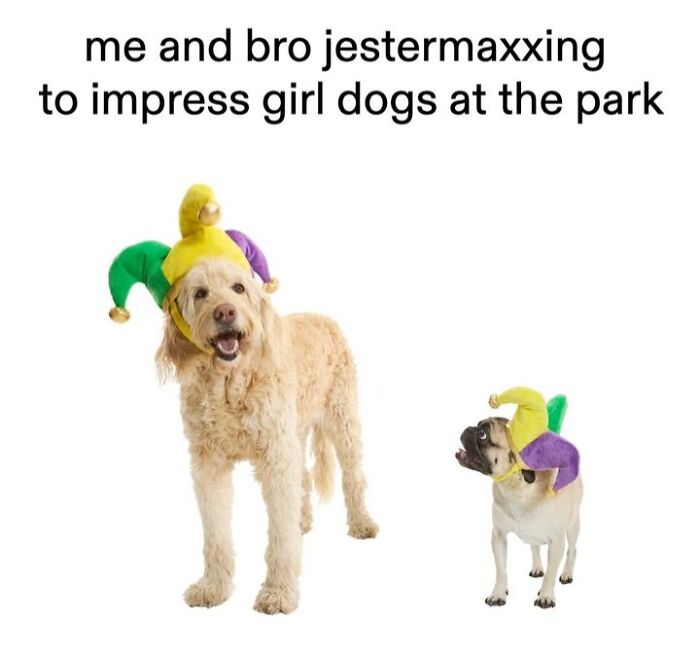 Two dogs, a golden retriever and a pug, wearing jester hats, showcasing BARKs humorous dog toy memes.