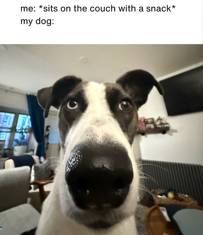 A close-up, wide-angle photo of a dog's face, staring intently, used as a dog toy meme.