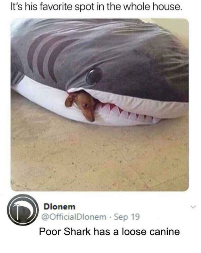 A small dog peeking out of a shark-shaped bed, a funny find for those who lost hope to find lost items.