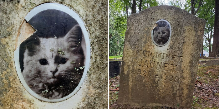 An 87-Year-Old Gravestone In Maryland With The Photo Of A Kitten Born In 1920 Shows How Much He Was Loved. Mon Minet Jaunet (1920-1939) ❤️