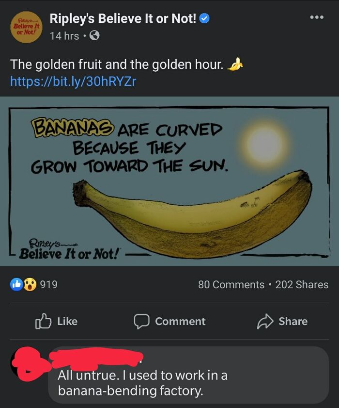 A blursed comment about bananas, claiming they are bent in a factory, below a Ripley's fact.