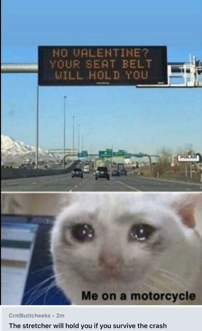 A blursed image featuring a sad cat meme below a highway sign saying 'No Valentine? Your seat belt will hold you'.