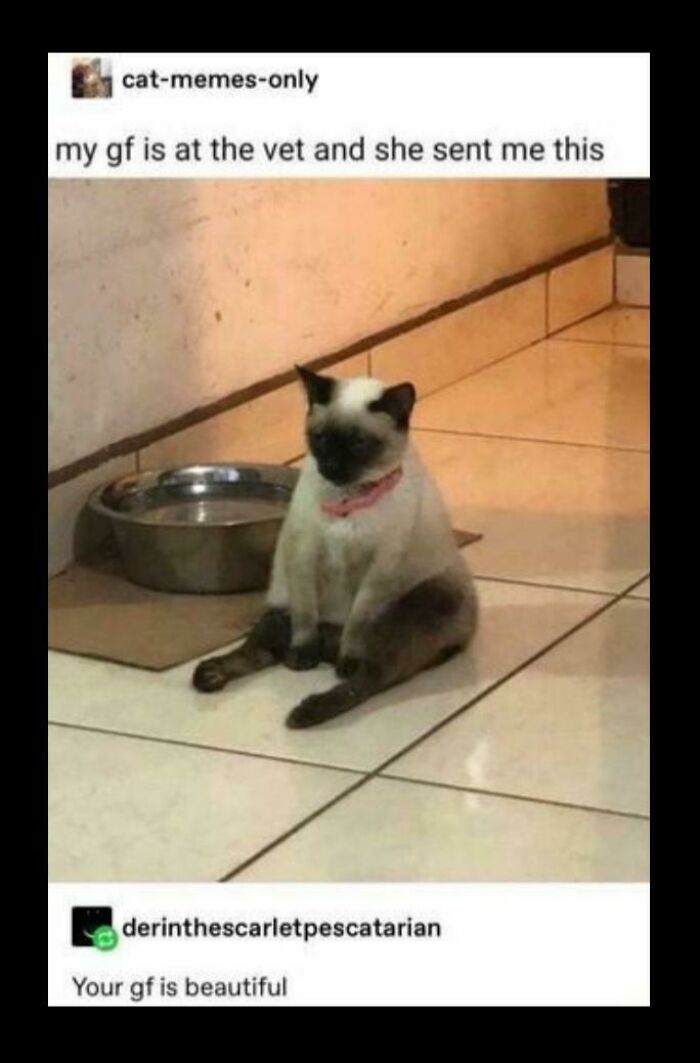A blursed comment on a Siamese cat sitting at the vet, with a follow-up comment calling the cat beautiful.