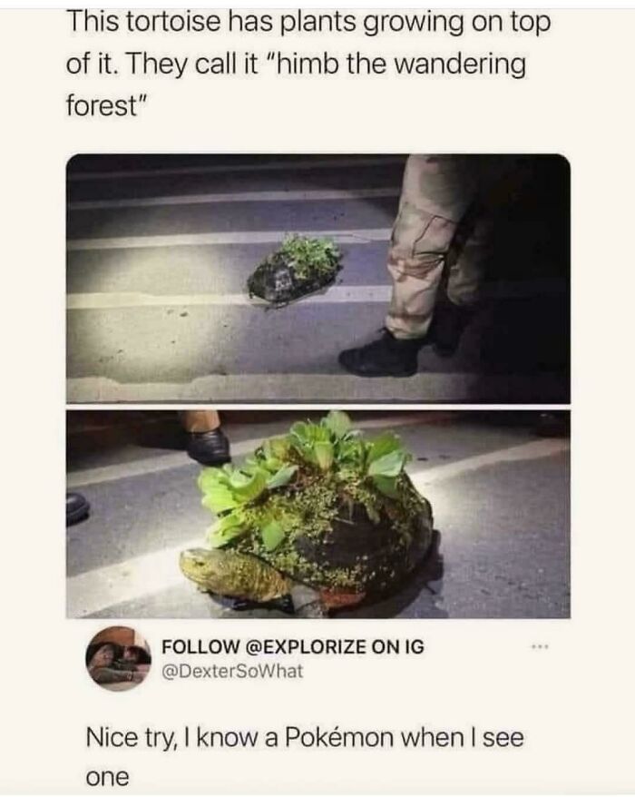 A blursed comment on a tortoise with plants growing on its shell, described as a wandering forest.