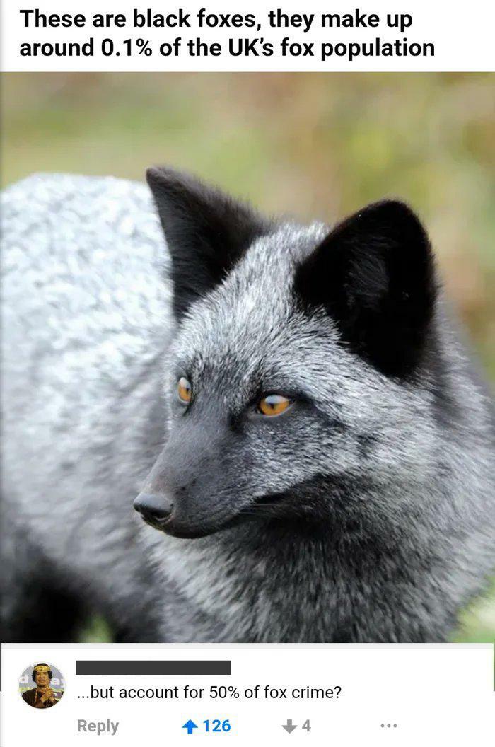 A beautiful black fox from the UK, accompanied by a blursed comment questioning its crime rate.
