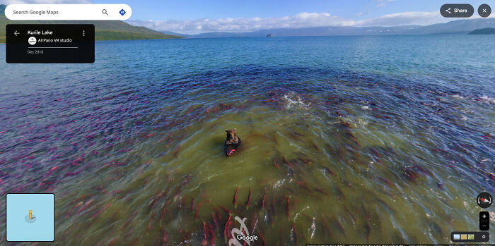 A Google Maps screenshot of Kurile Lake with a bear in the water surrounded by numerous red fish. People find odd things.