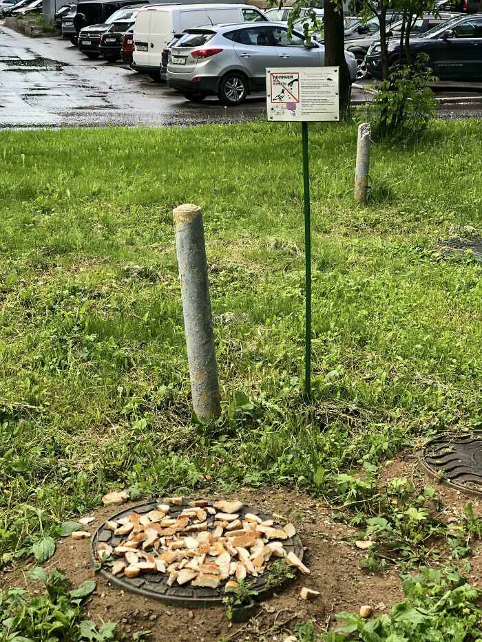 A metal manhole cover with bread pieces on it, in a grassy area with a sign in the background, showing little hope for humanity.