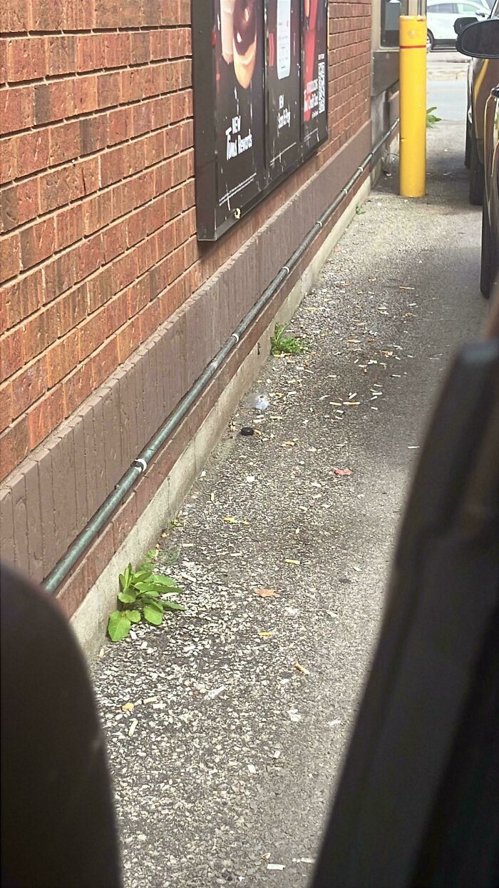 A drive-thru pathway littered with cigarette butts and trash, symbolizing little hope for humanity's environmental responsibility.