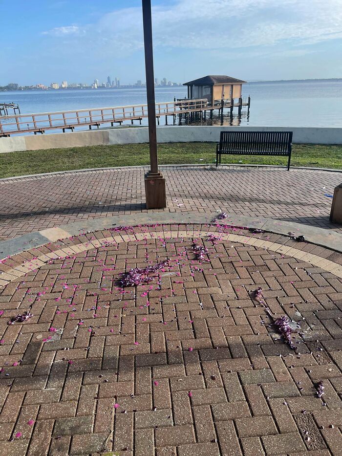Flower petals and litter strewn across a paved area near a waterfront, representing little hope for humanity.